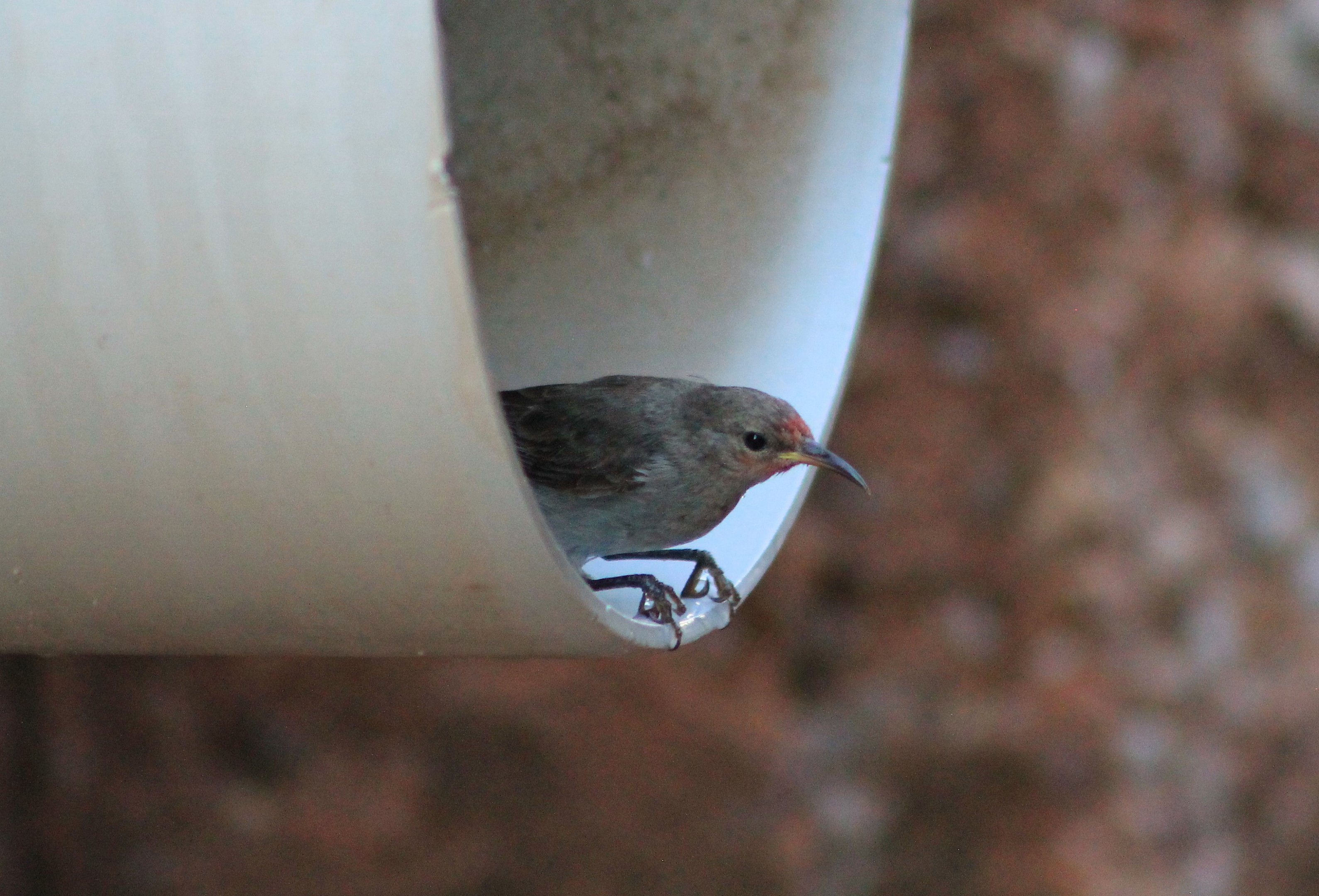 Red-headed Honeyeater (Myzomela erythrocephala)