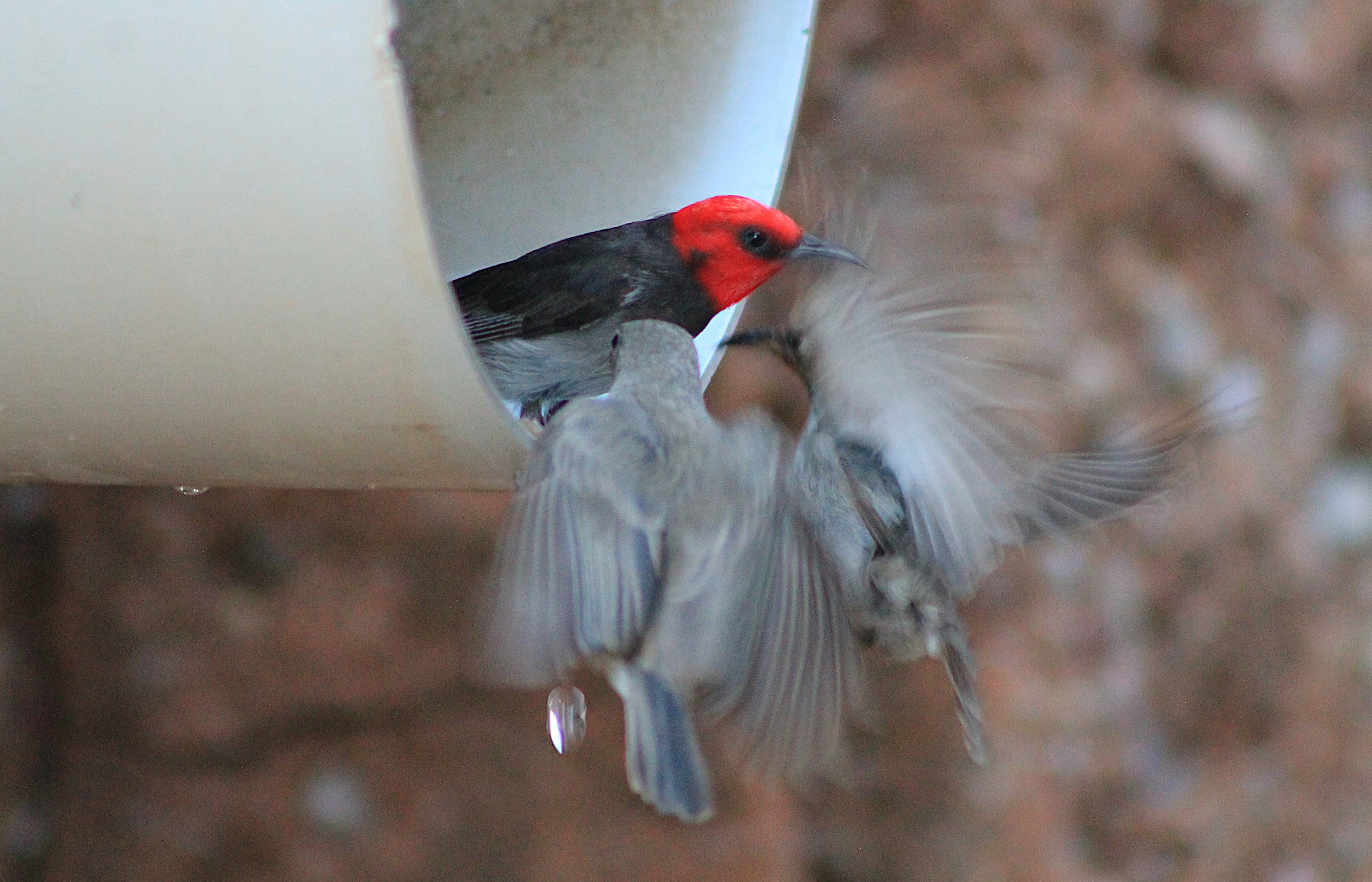 Red-headed Honeyeaters (Myzomela erythrocephala)