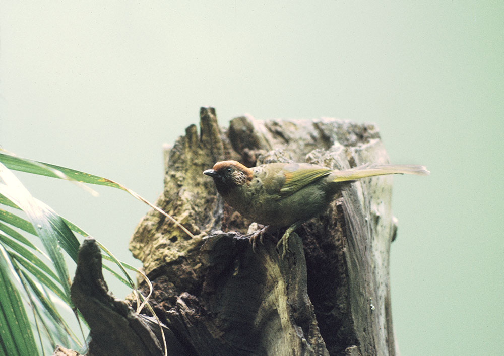 Red-headed laughing thrush at Winged World 1973