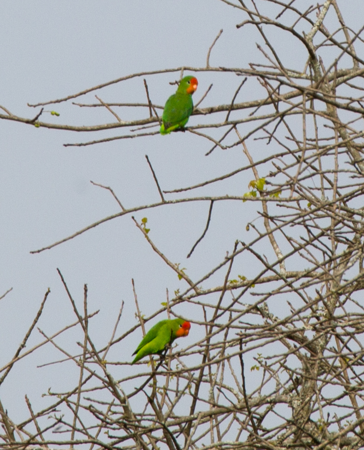 Red-headed Lovebird
