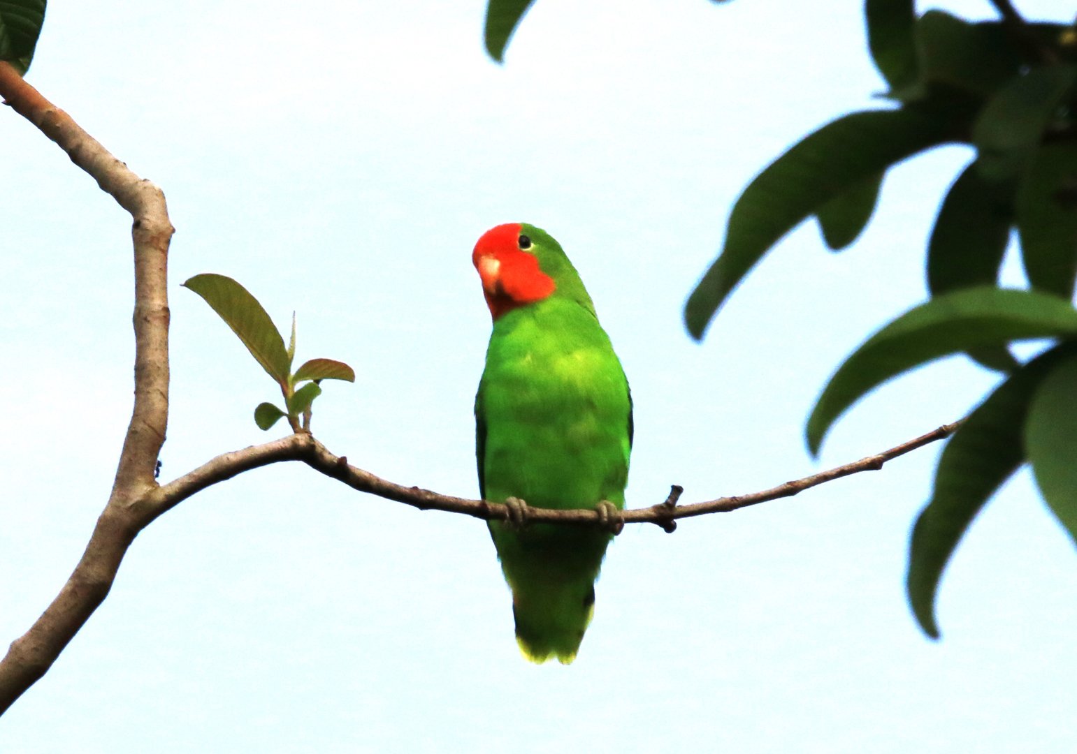 Red-headed lovebird