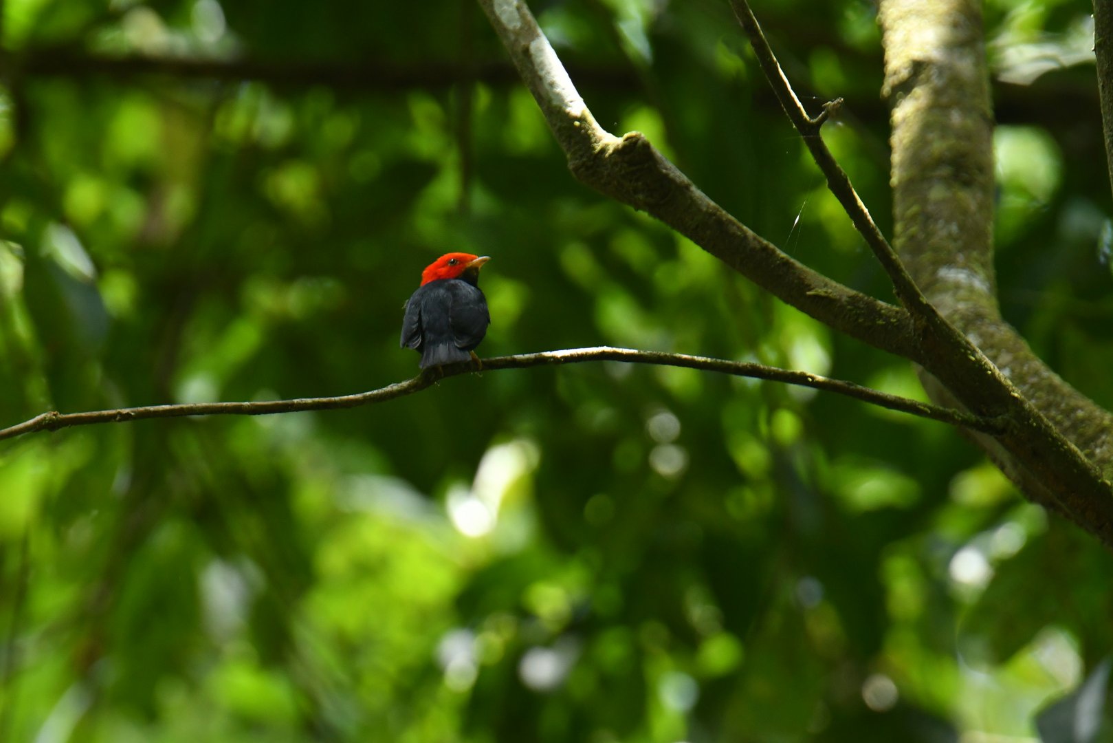 Red-headed Manakin (Ceratopipra rubrocapilla)