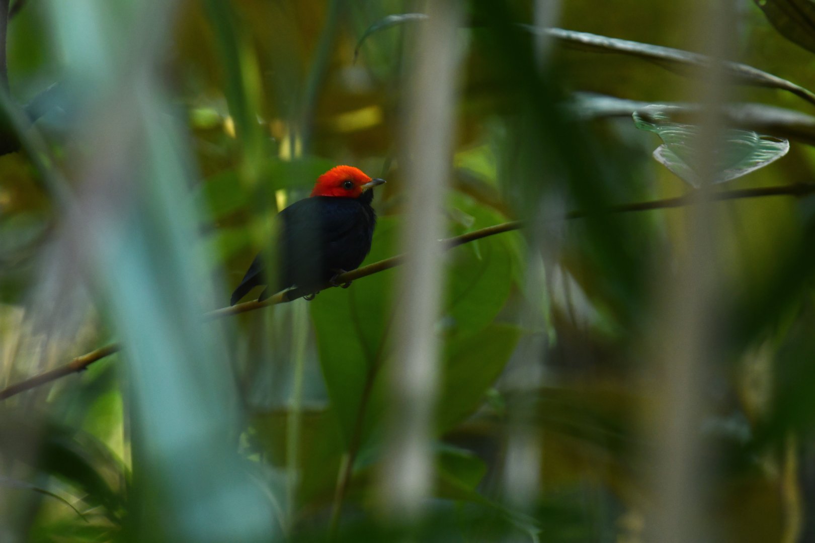 Red-headed Manakin (Ceratopipra rubrocapilla)