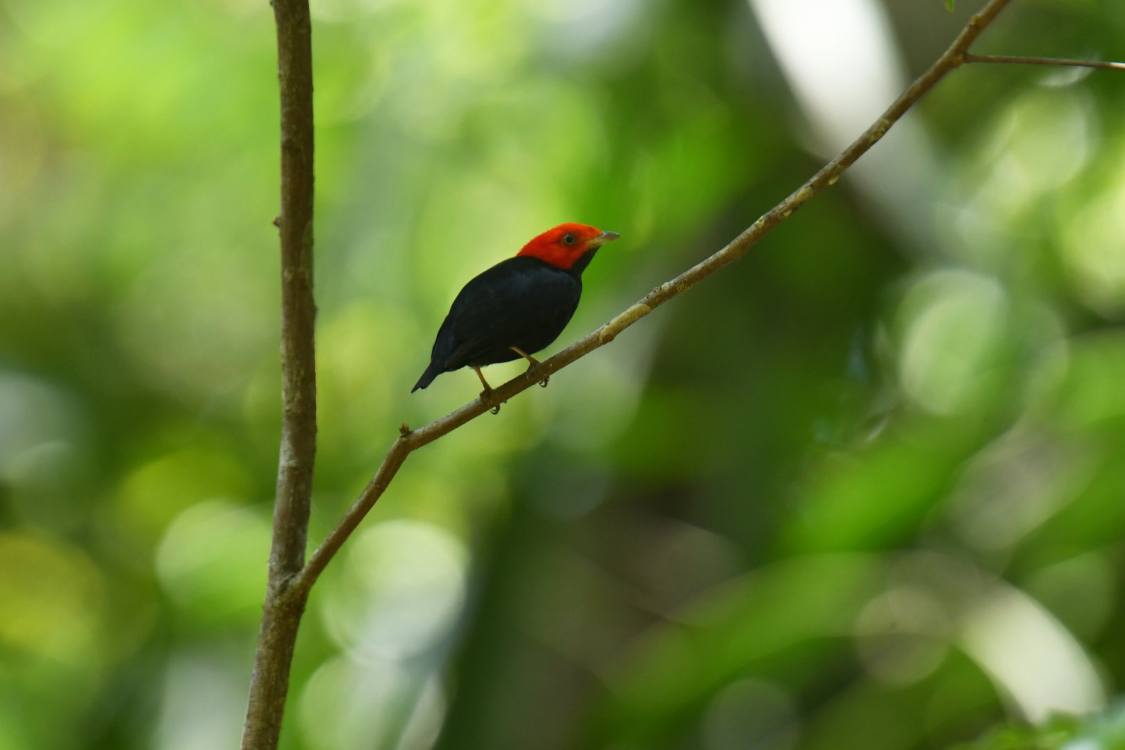 Red-headed Manakin (Ceratopipra rubrocapilla)