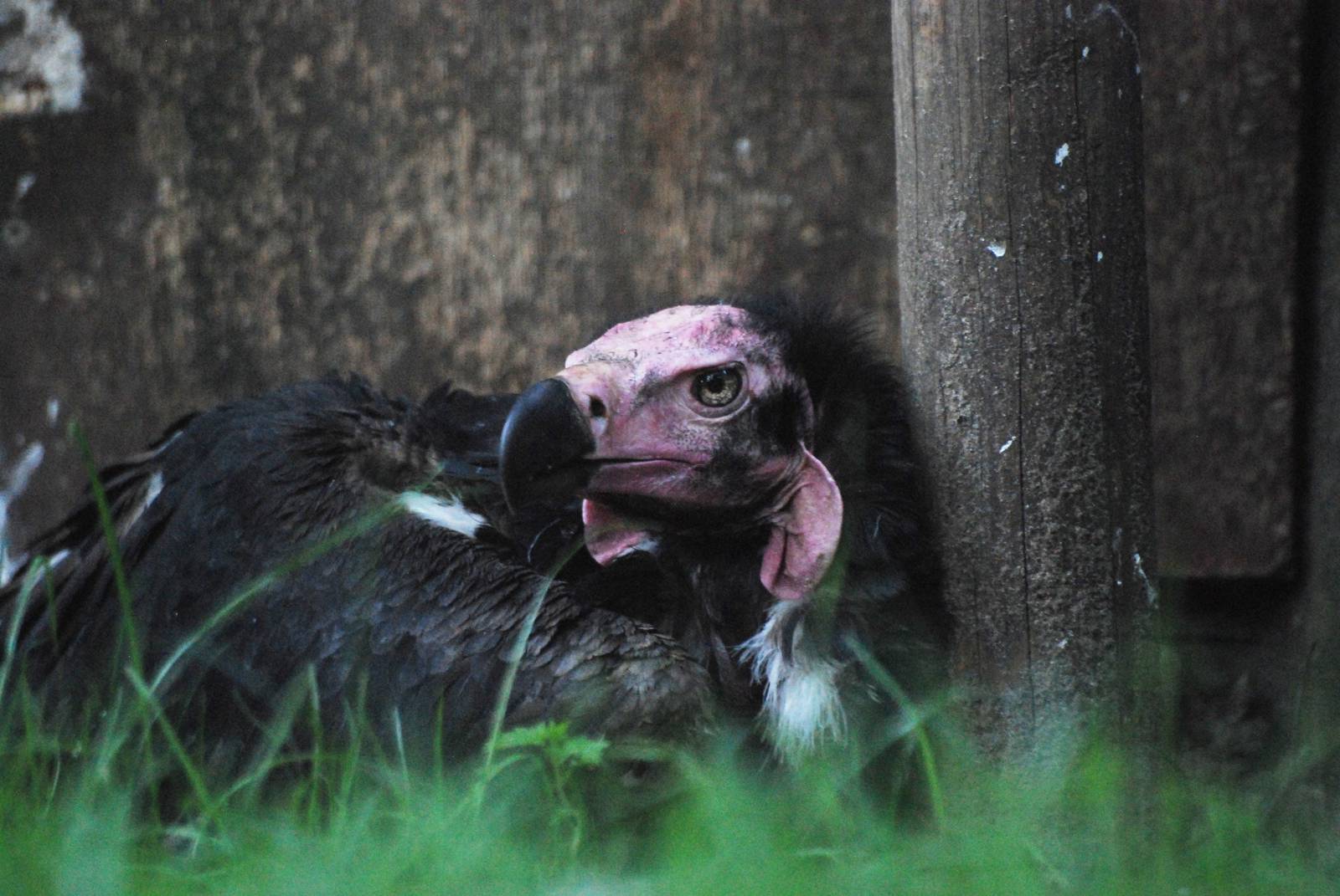 Red-headed (or Pondicherry) Vulture at Berlin Zoo, 31/08/11