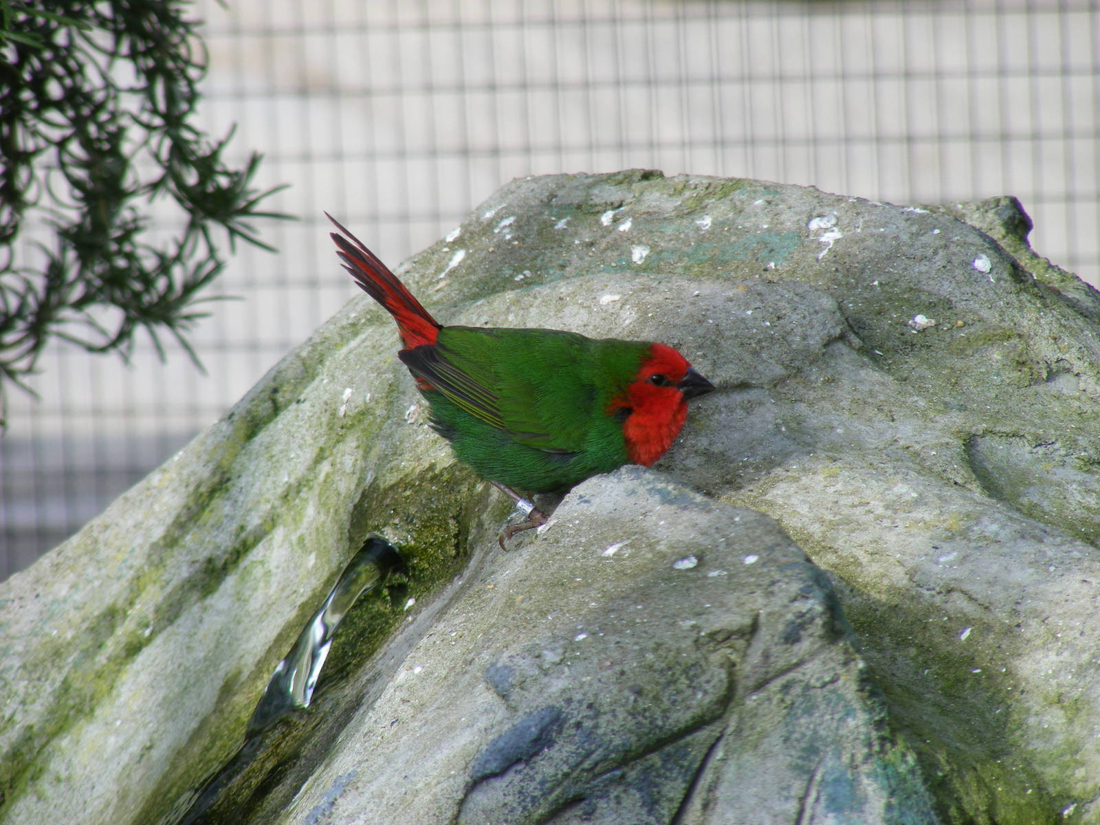 Red-headed parrot finch at Noah's Ark Zoo Farm, 5 March 2011