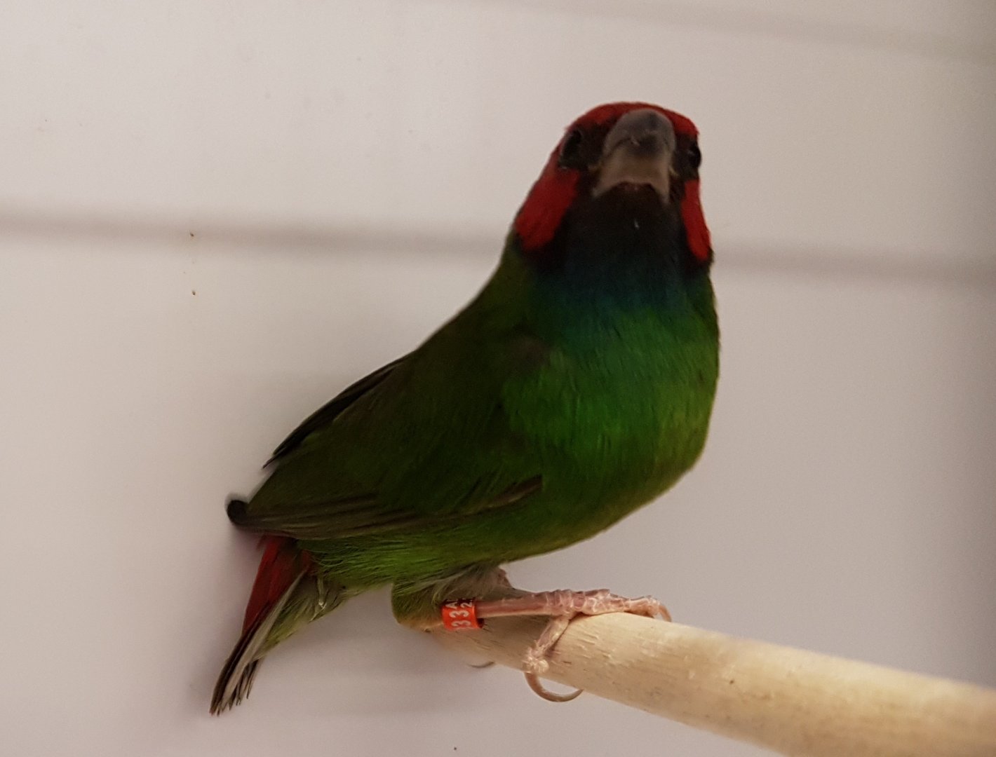 Red-headed parrotfinch