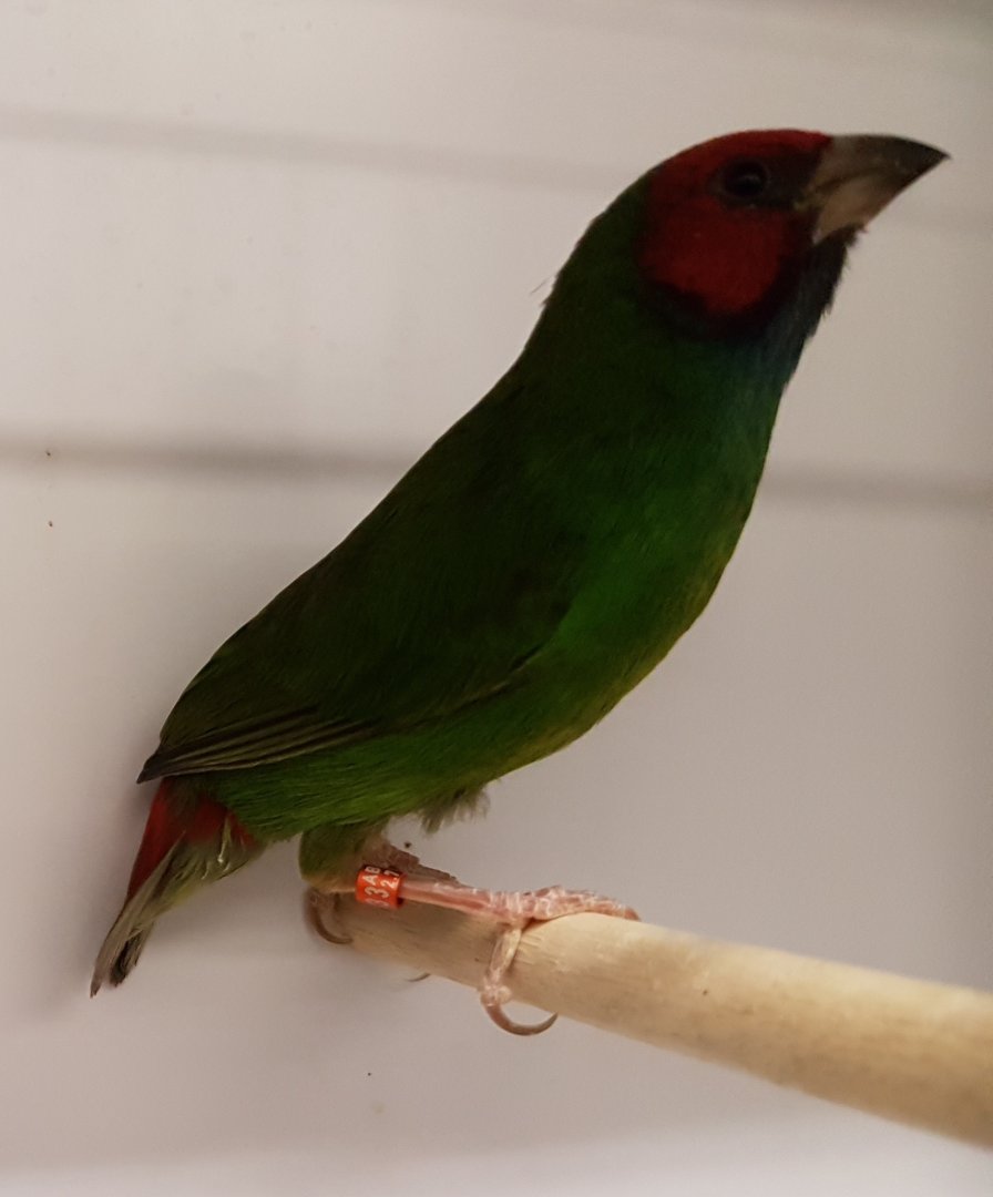 Red-headed parrotfinch