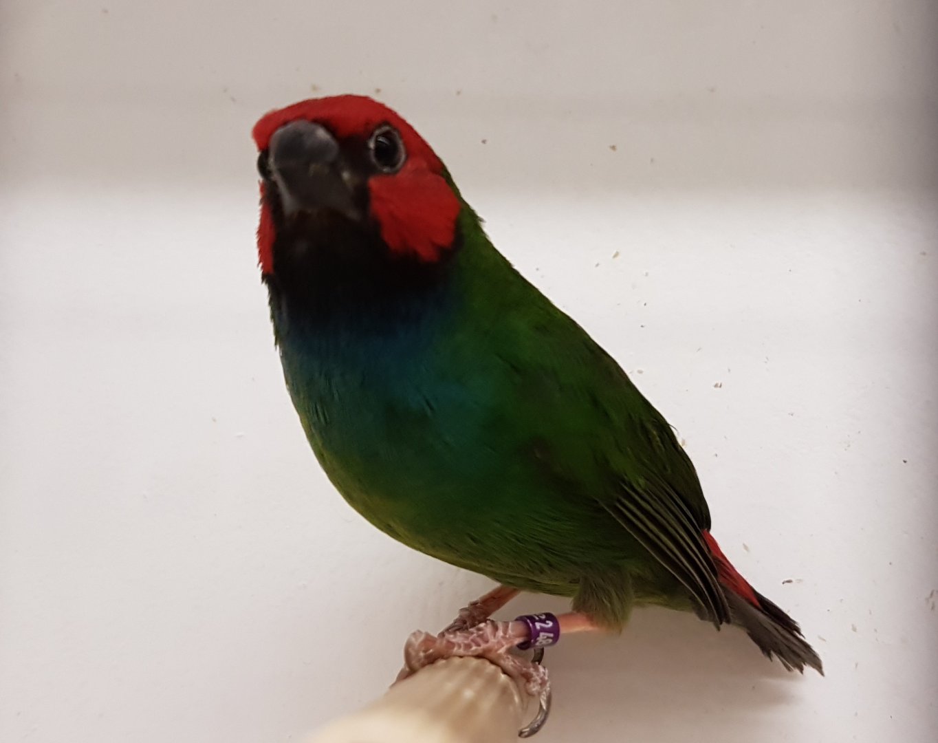 Red-headed parrotfinch