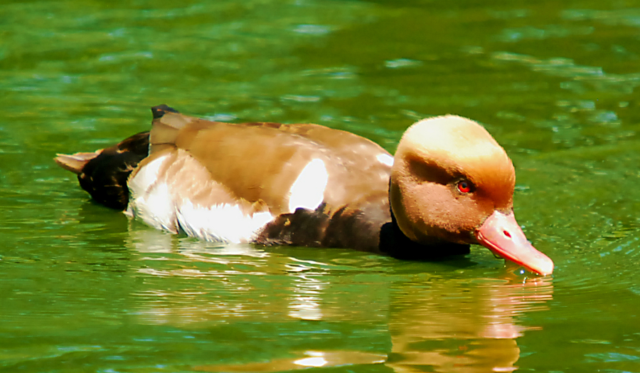 red headed pochard