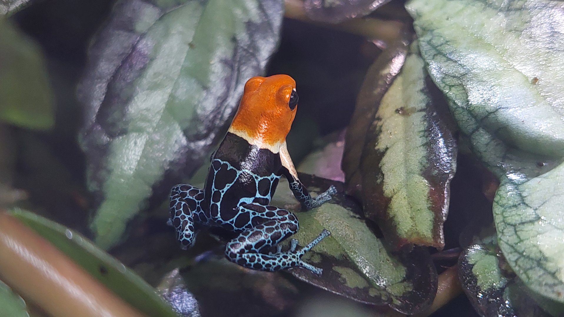 Red-headed Poison Frog (ranitomeya fantastica)