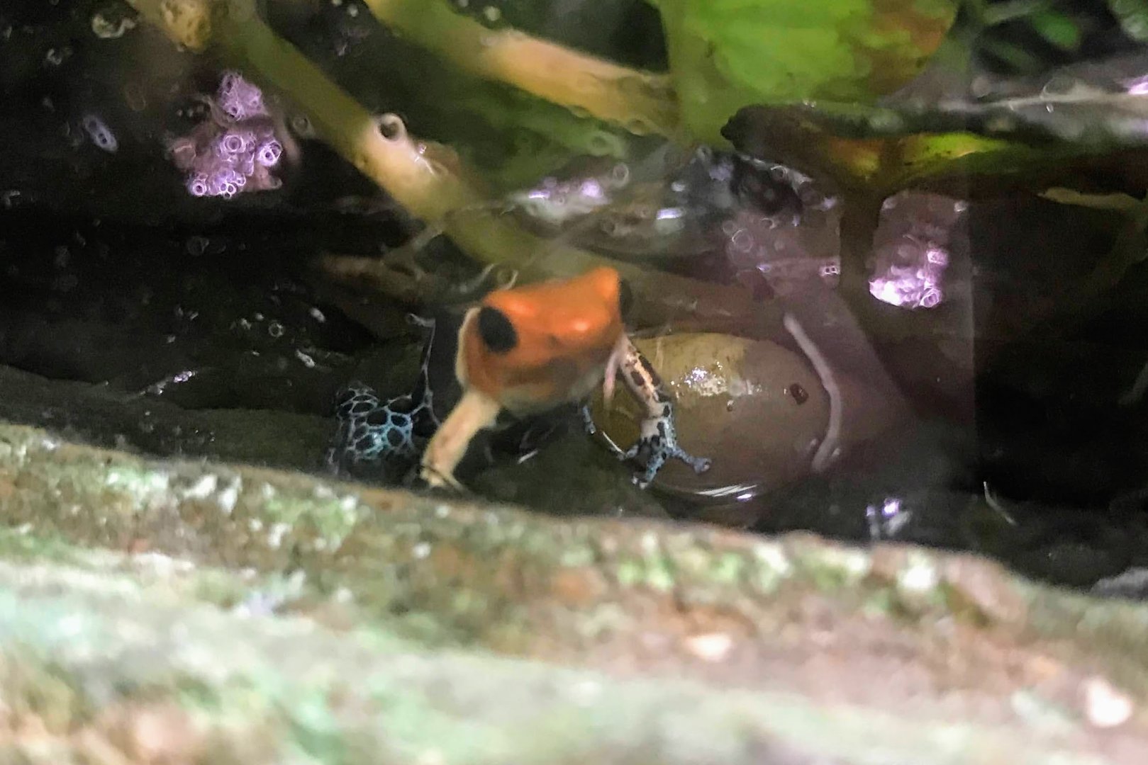 Red-headed Poison Frog