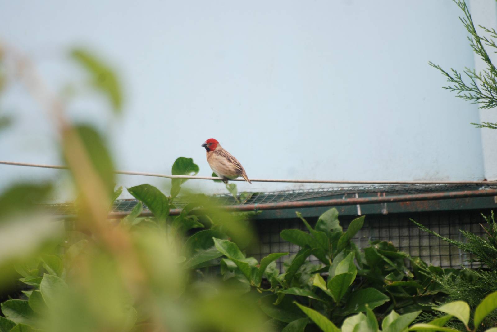 Red-headed Quelea at Santillana del Mar, 13/06/15