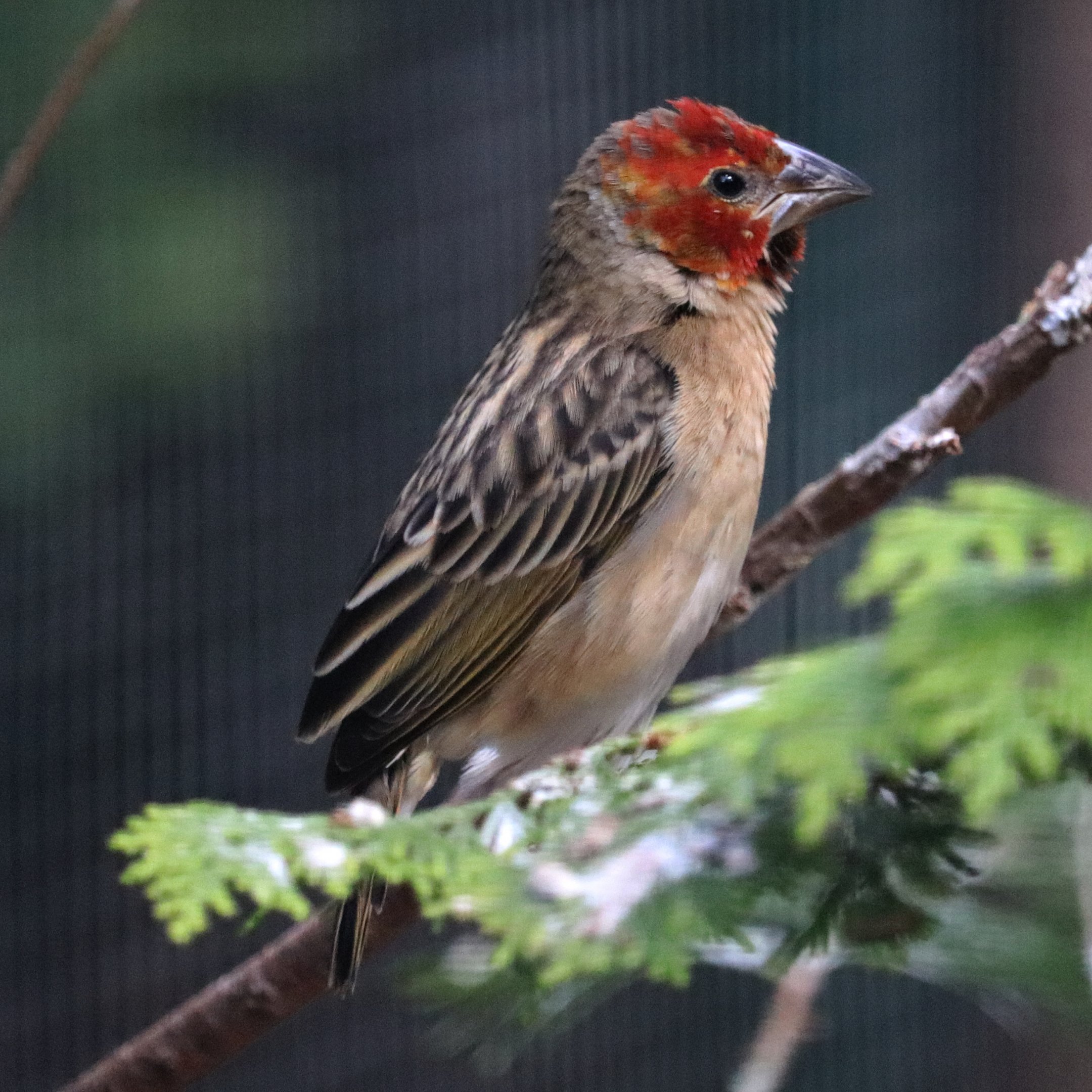 Red-headed quelea (Quelea erythrops)