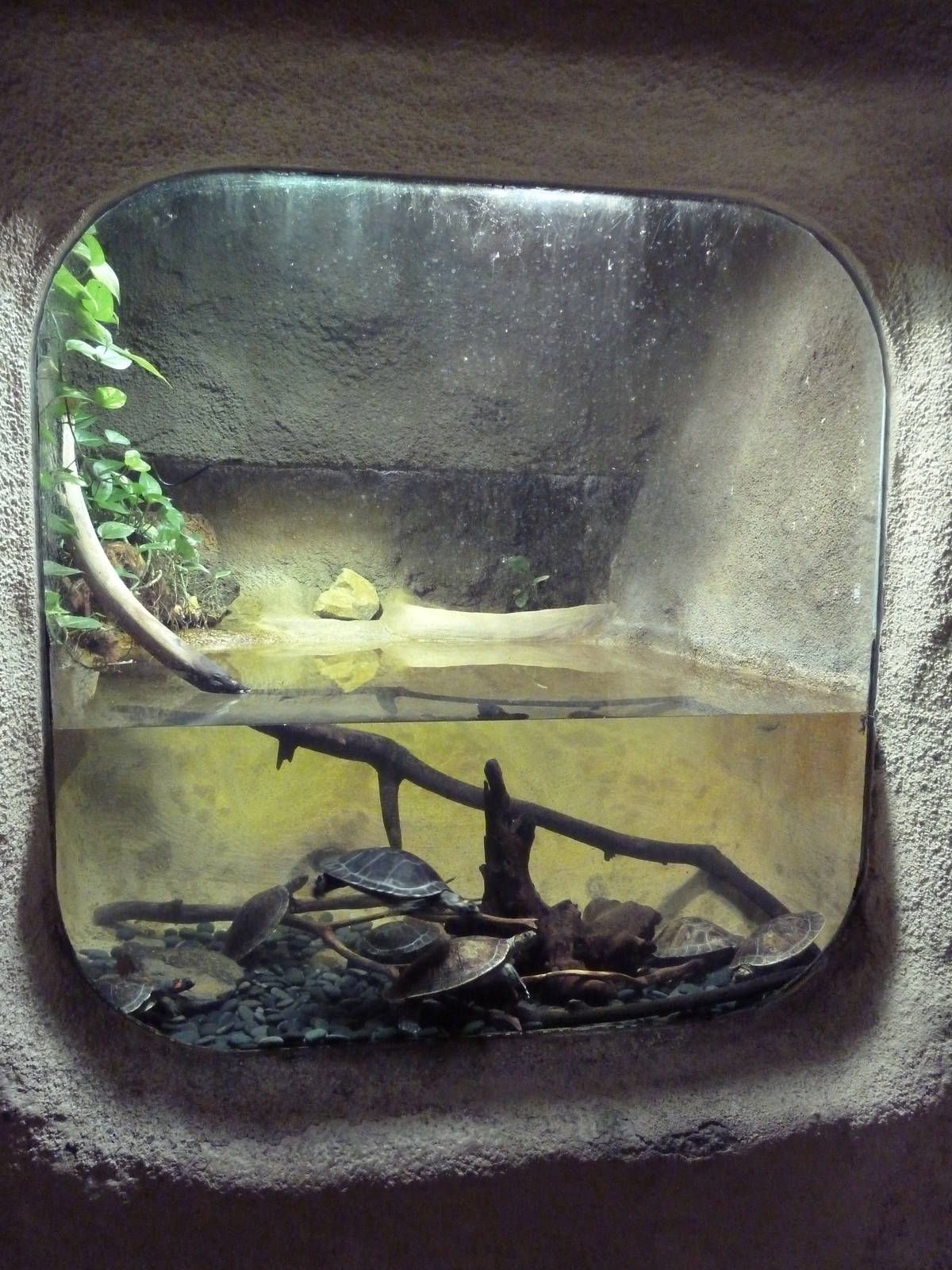 Red-Headed River Turtle Exhibit