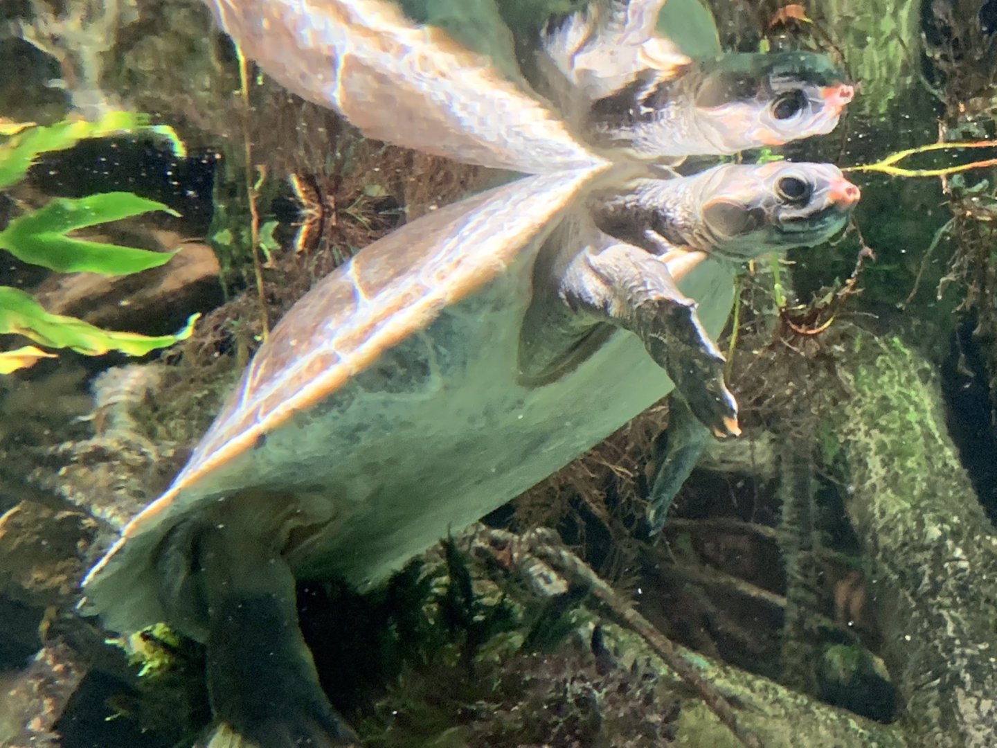 Red-Headed River Turtle (Podocnemis erythrocephala)