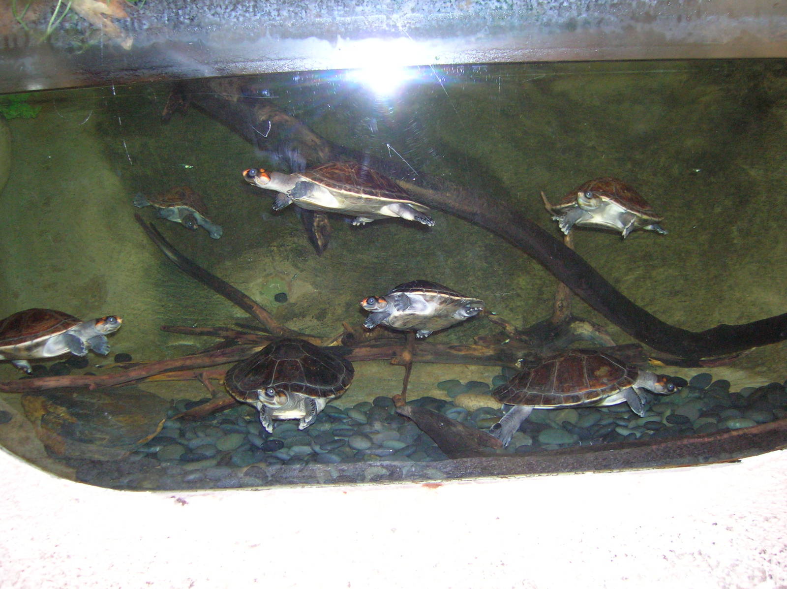 Red-headed River Turtles