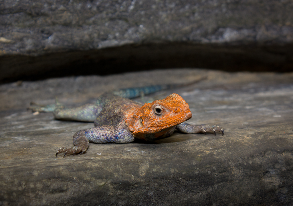 Red-headed rock agama - Agama agama