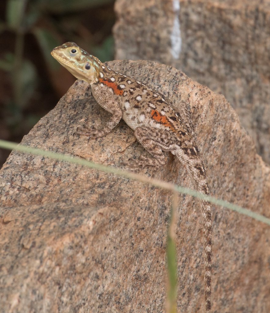 Red-headed Rock Agama female