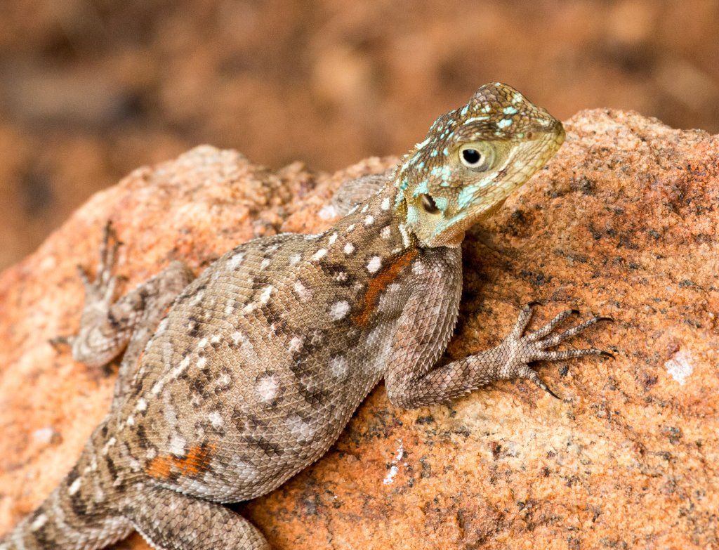 Red-headed Rock Agama female