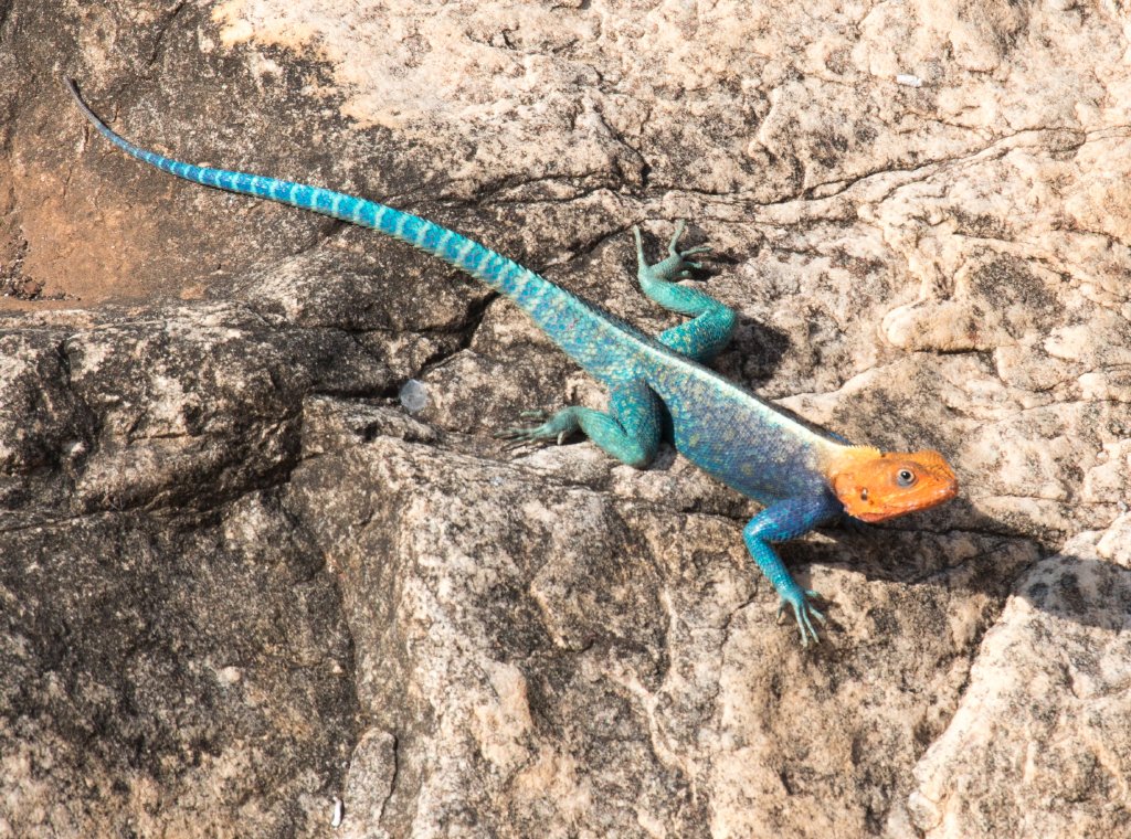 Red-headed Rock Agama