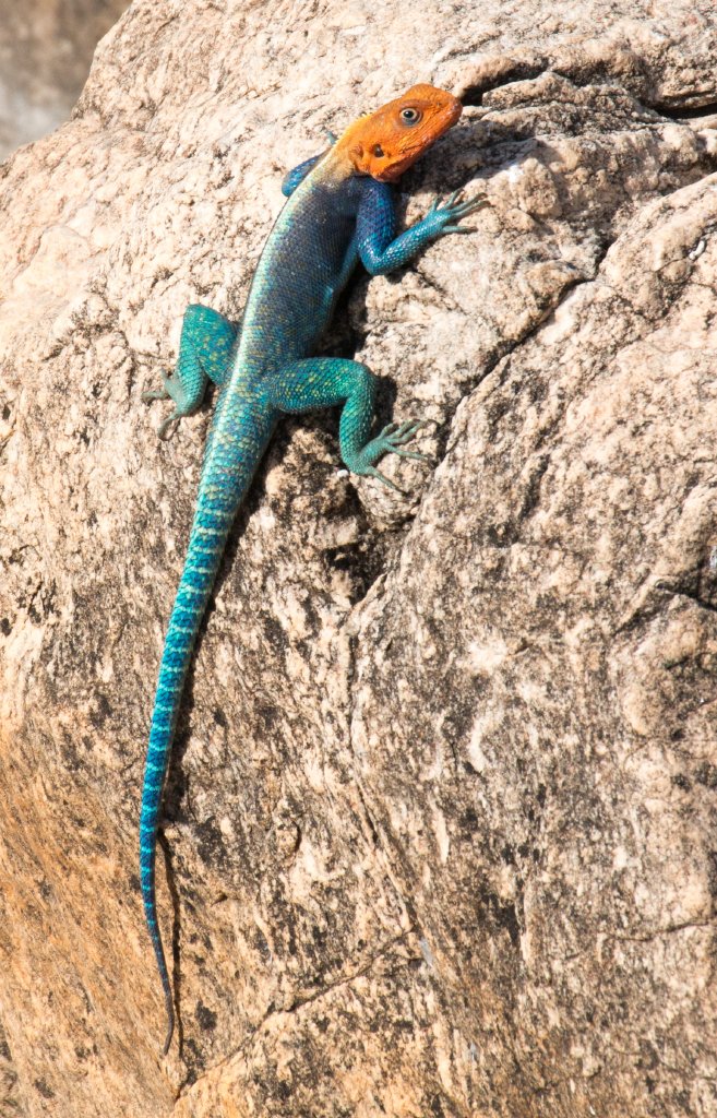 Red-headed Rock Agama