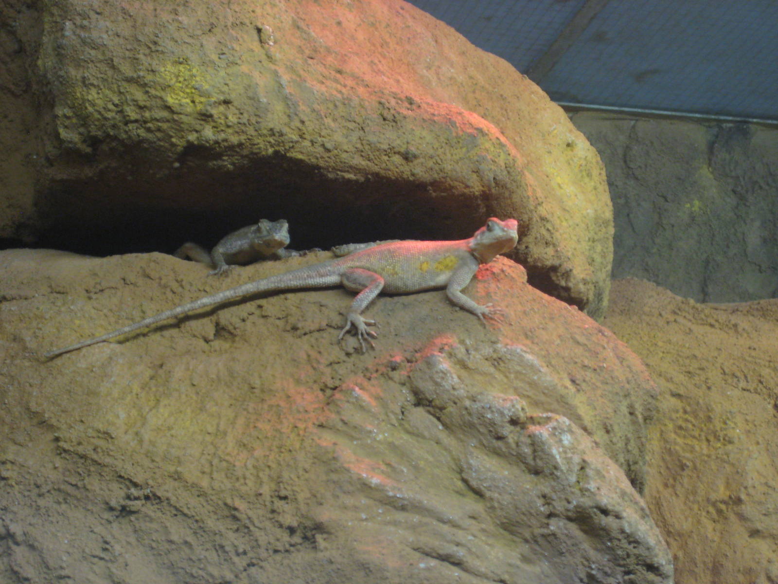 Red-headed rock agamas