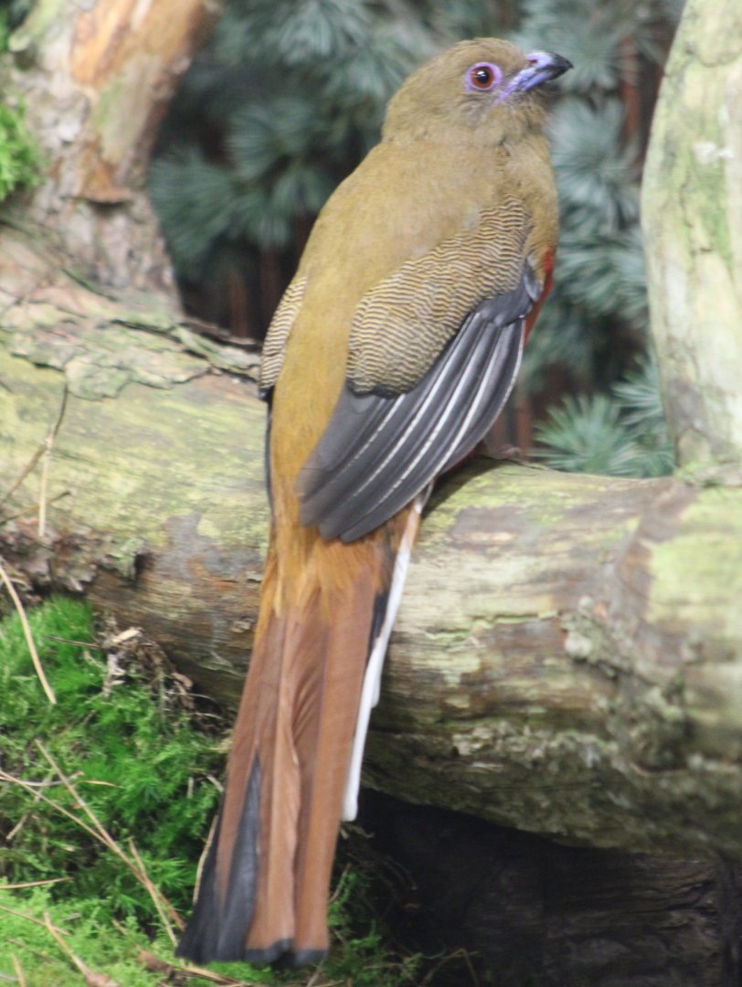 Red-headed trogon - female