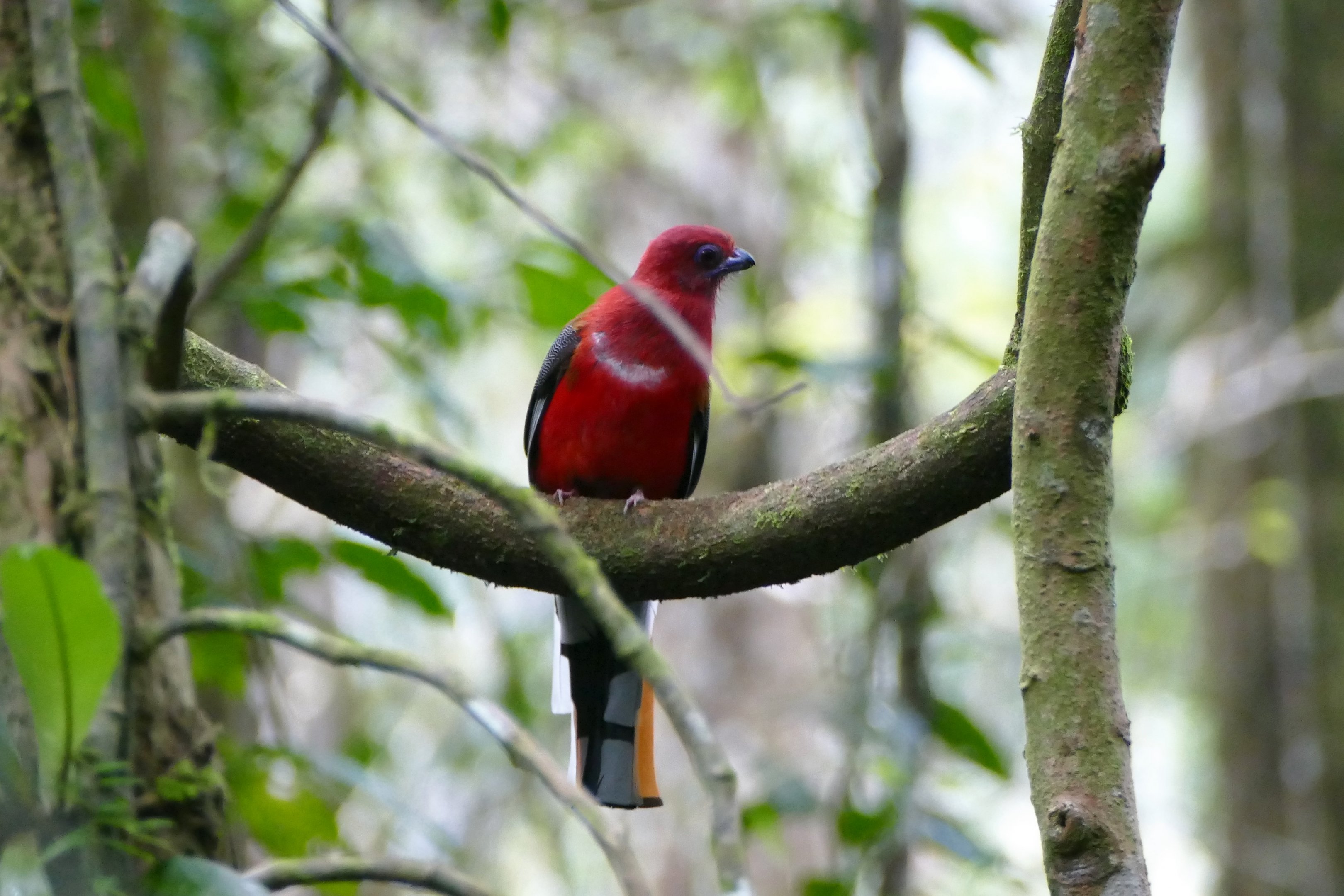 Red-headed Trogon - Fraser's Hill