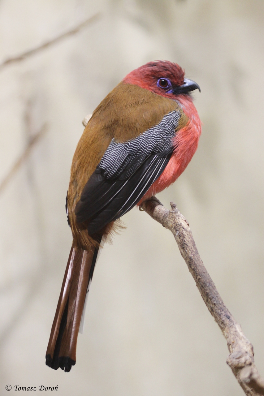 Red-headed Trogon (Harpactes erythrocephalus) at Voliere Mythenquai in Zuri