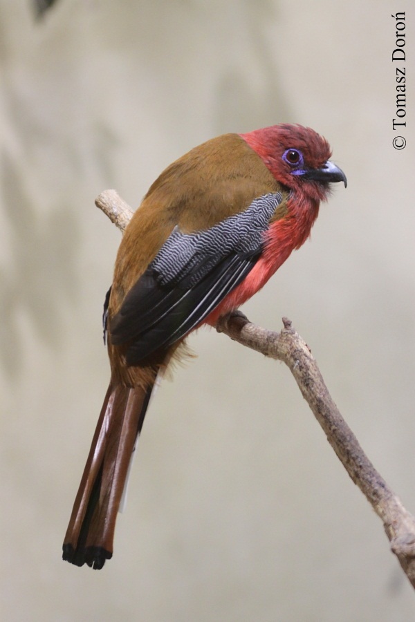 Red-headed Trogon (Harpactes erythrocephalus) male, February 2012