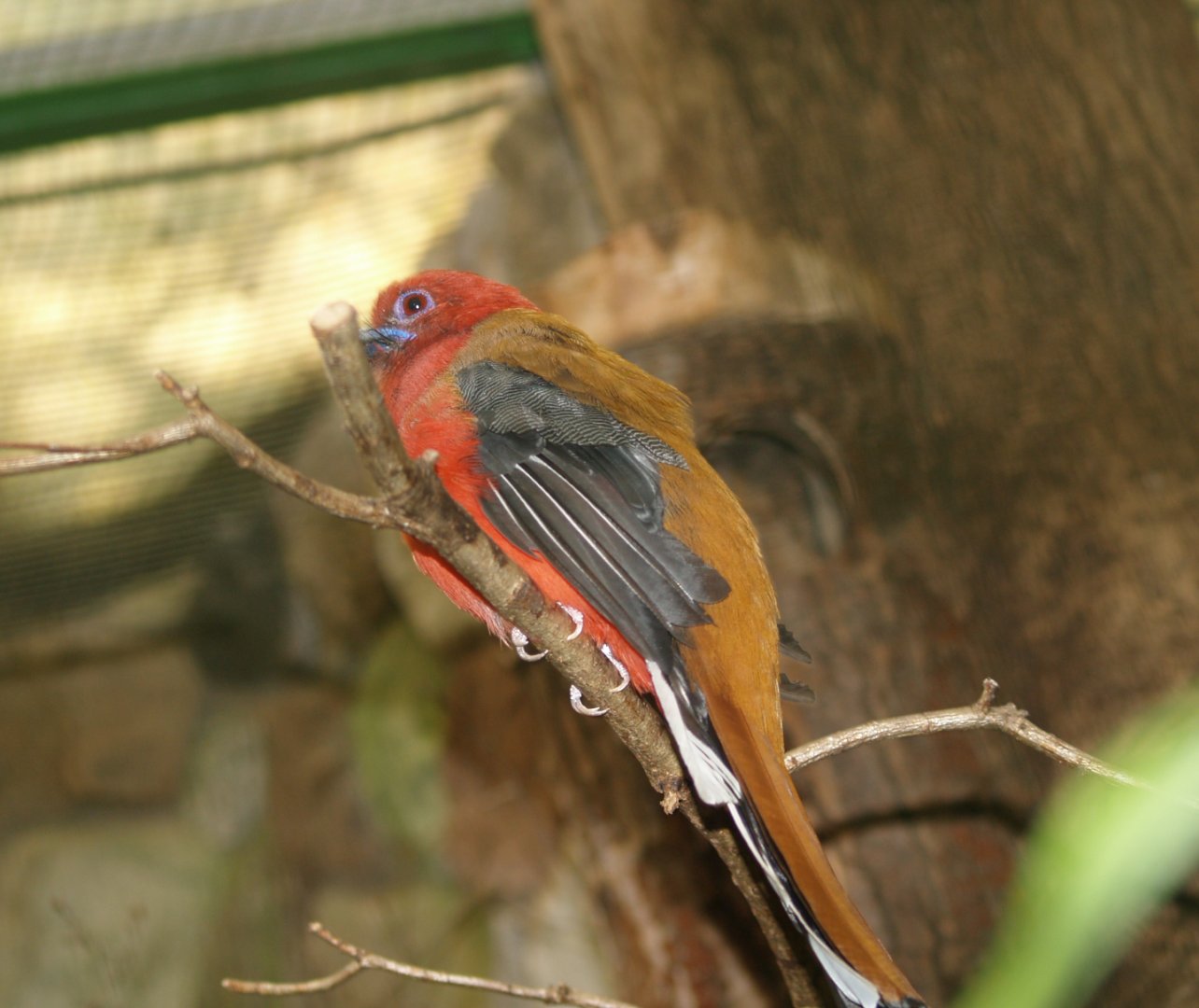Red-headed trogon (Harpactes erythrocephalus), May 2006
