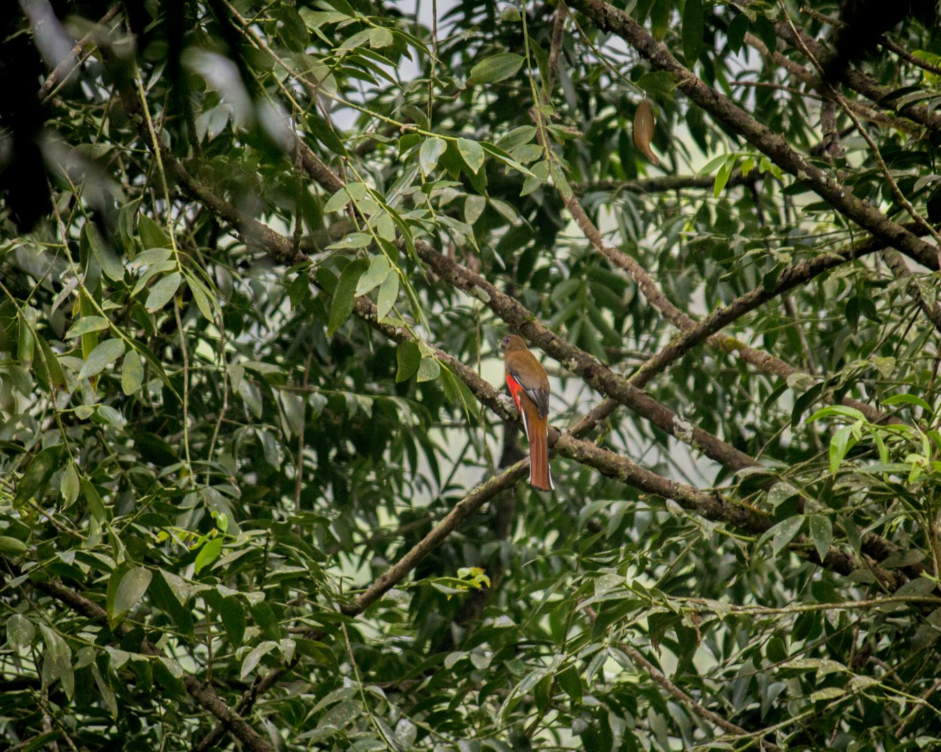 Red-headed trogon, Harpactes erythrocephalus