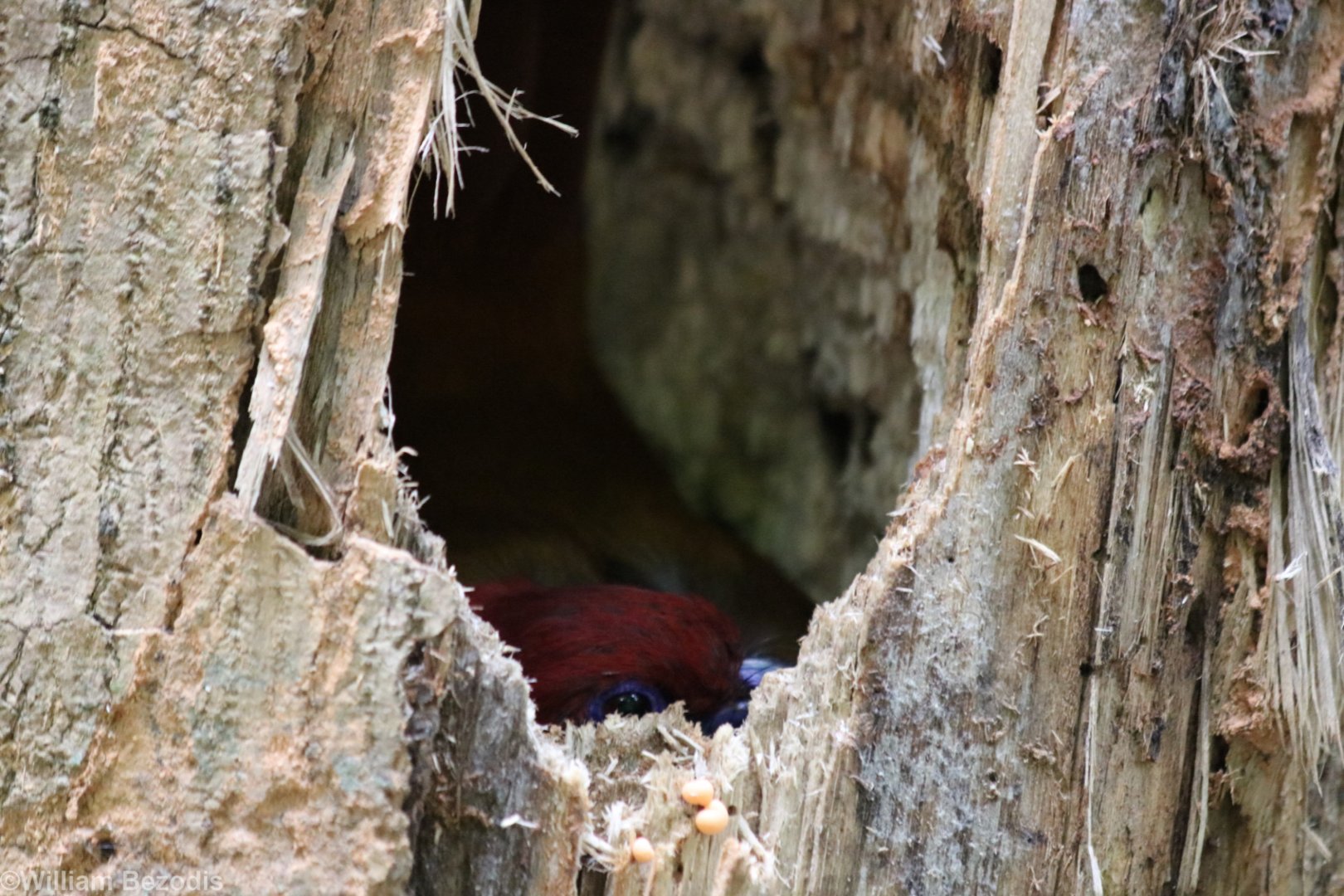 Red-headed Trogon Inside Nest Hole - Kaeng Krachan National Park