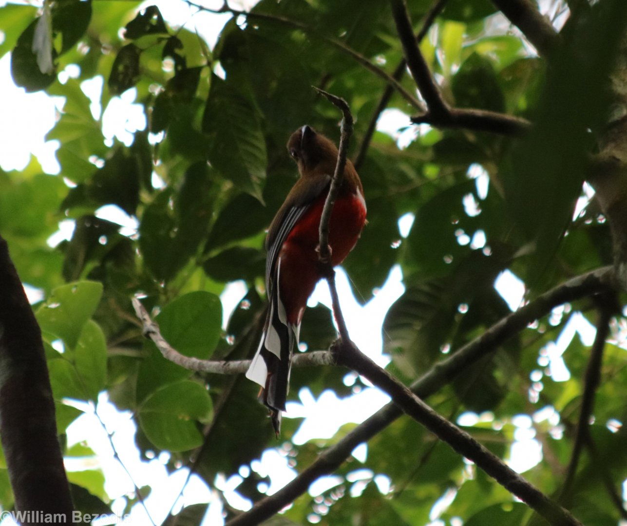 Red-headed Trogon - Kaeng Krachan National Park