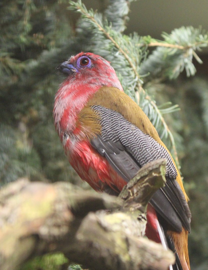 Red-headed trogon - male
