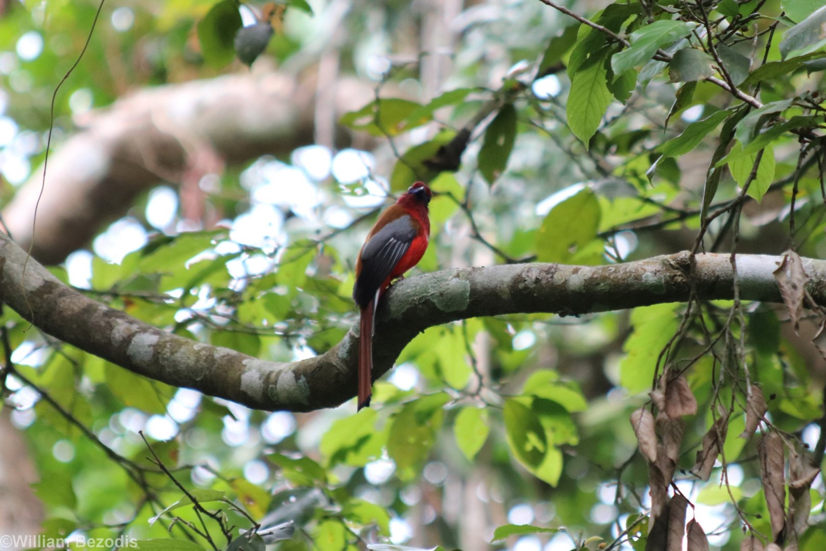 Red-headed Trogon
