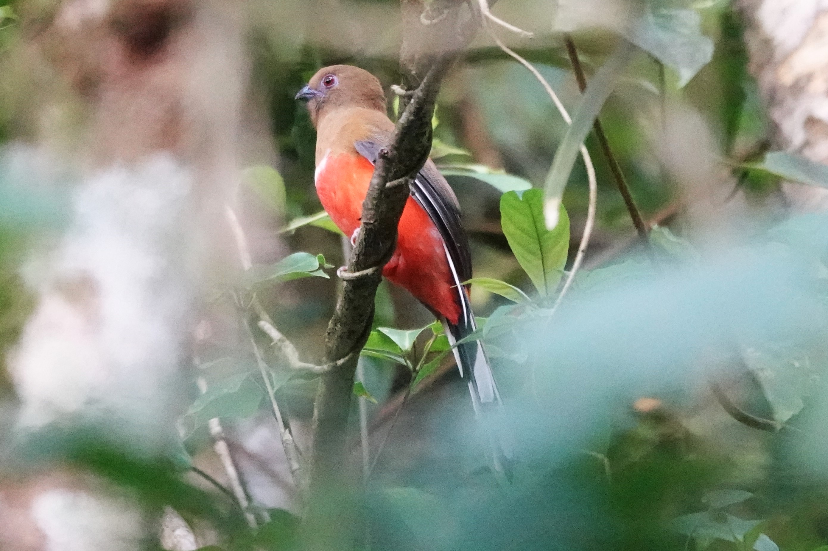 Red-headed Trogon