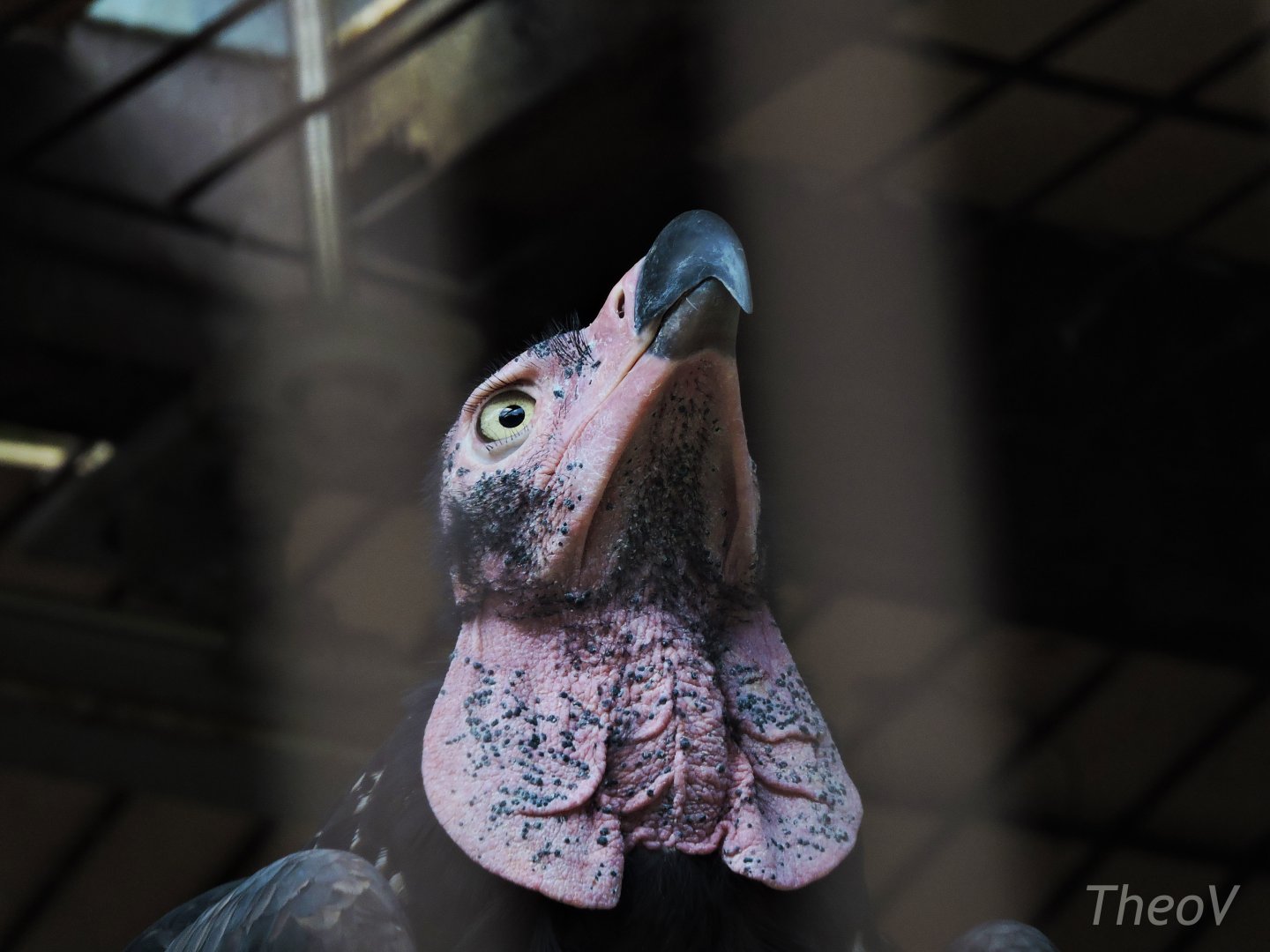 Red-headed vulture [2015]