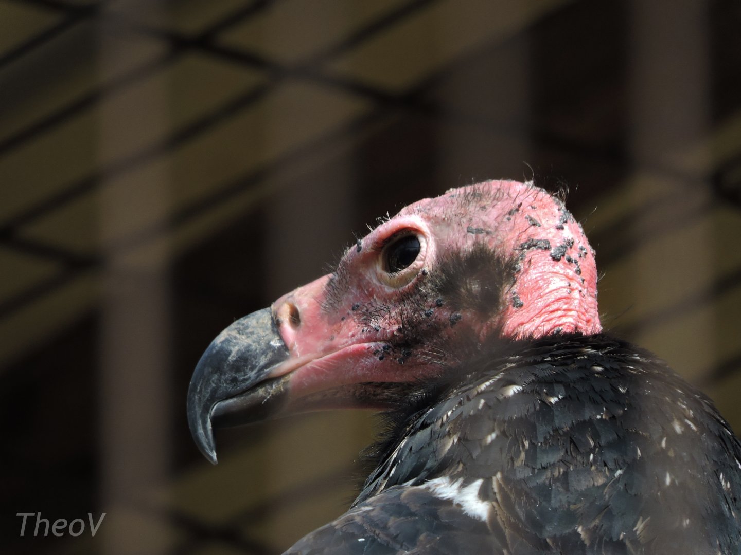 Red-headed vulture [2017]