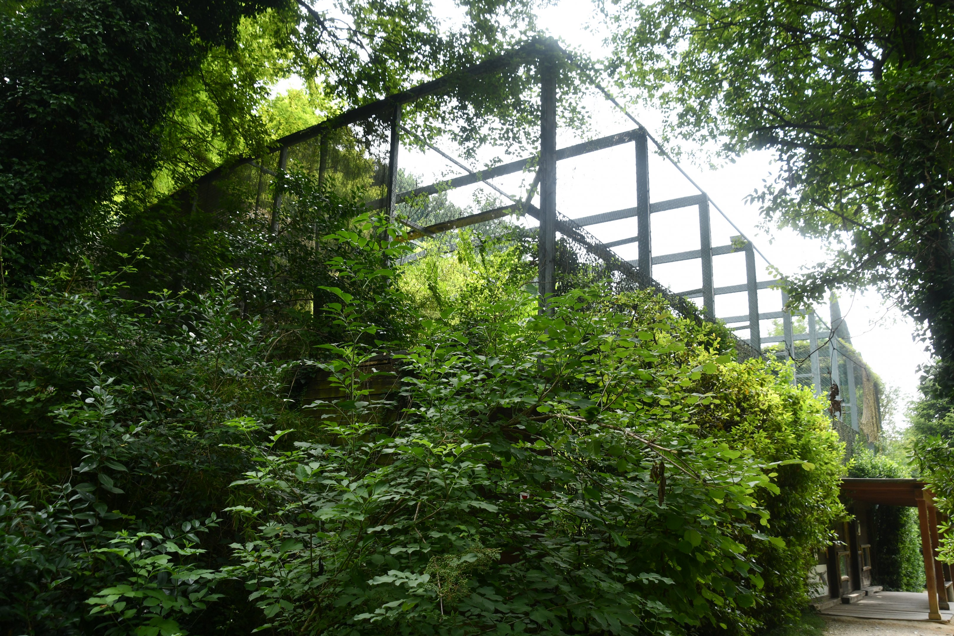 Red-headed Vulture aviaries (3 or 4 in total)