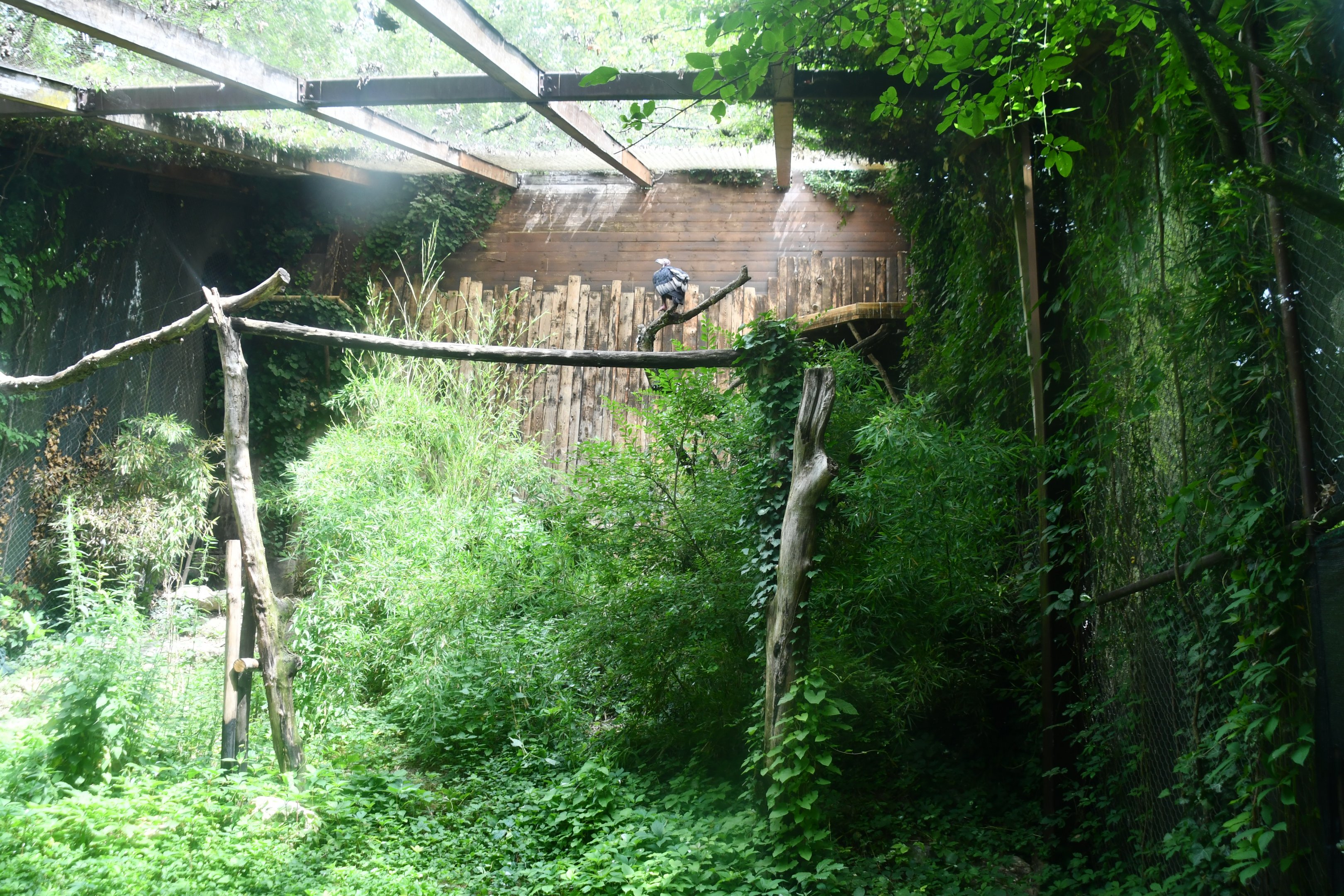 Red-headed Vulture aviary