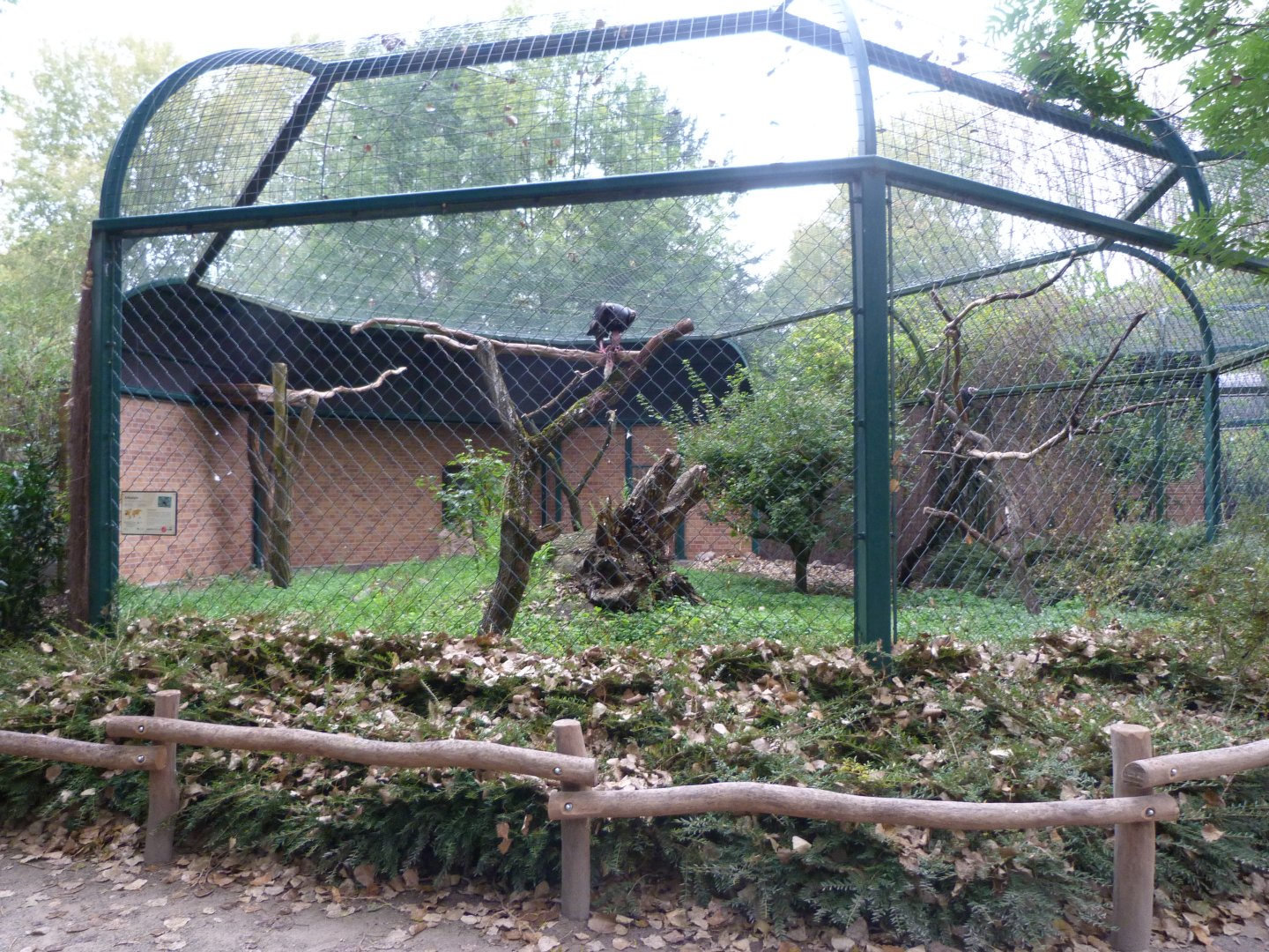 Red-headed vulture exhibit -Tierpark Berlin (2024)