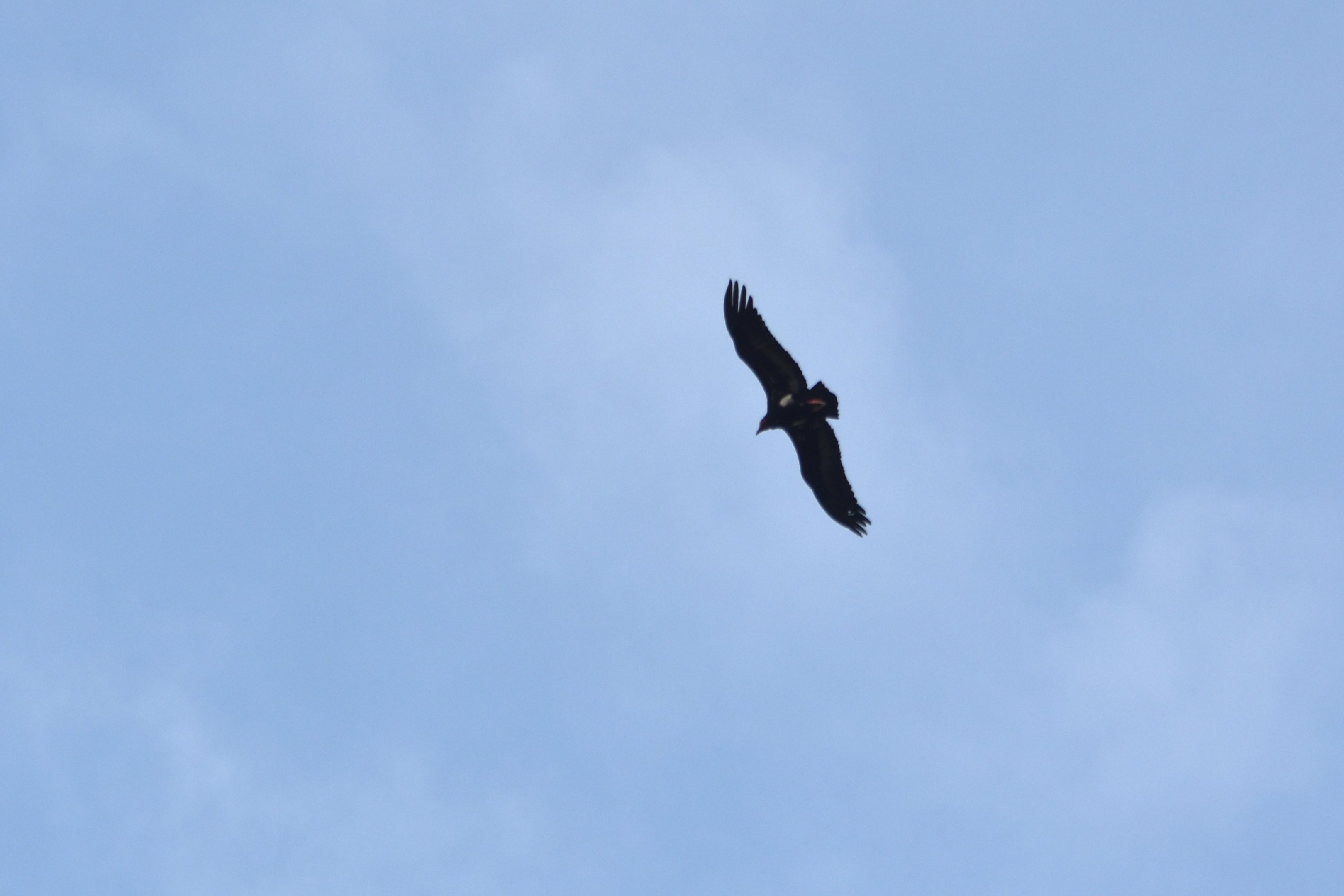 Red-headed Vulture , Nagarahole Tiger Reserve, 18th November 2024