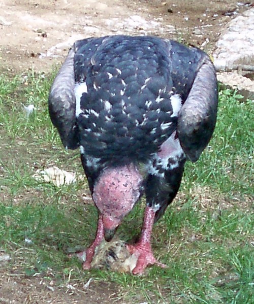 Red-headed Vulture (Sarcogyps calvus)