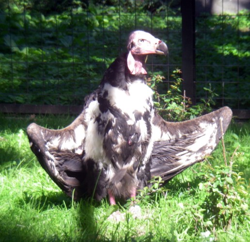Red-headed Vulture (Sarcogyps calvus)