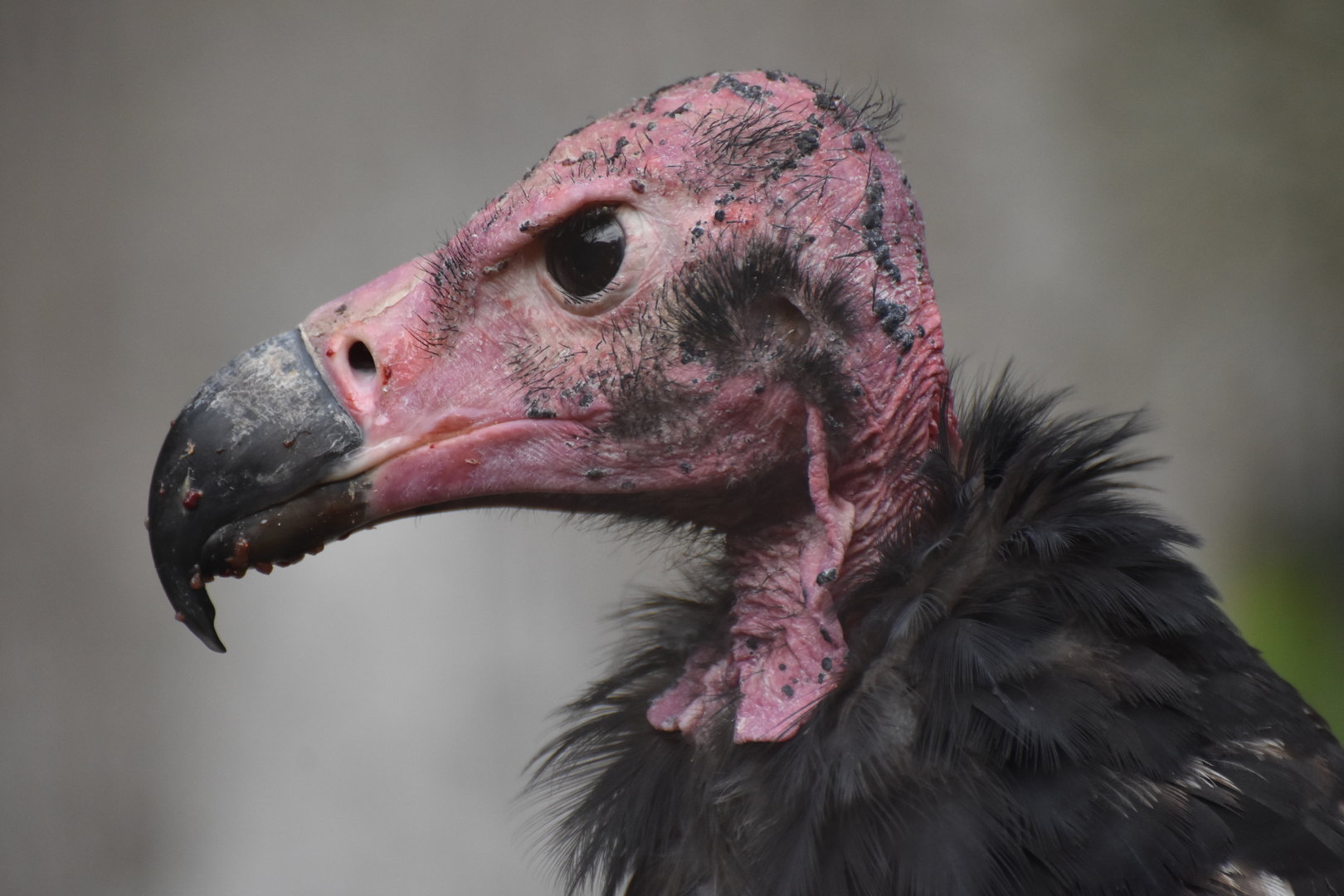 Red-headed vulture Sarcogyps calvus