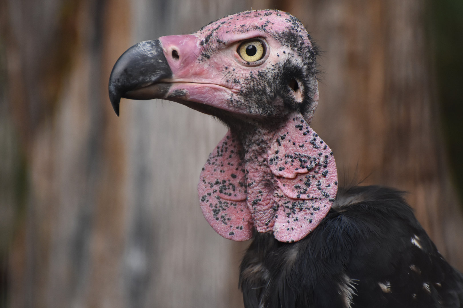 Red-headed vulture Sarcogyps calvus