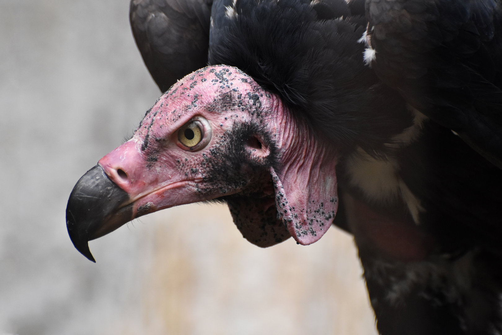Red-headed vulture Sarcogyps calvus
