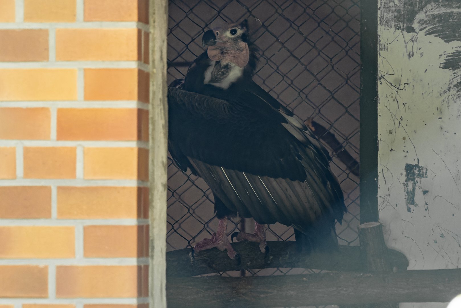 Red-headed vulture (Sarcogyps calvus)